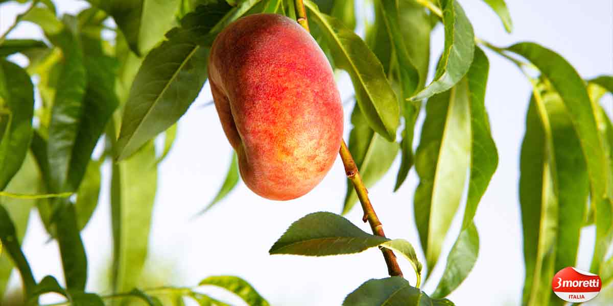 Pesche tabacchiere, la Spagna ci sta facendo le scarpe